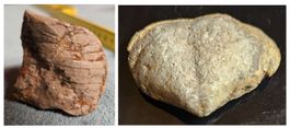 2 tolle Fossile: Seelilie (Crinoid) und Brachiopod 507