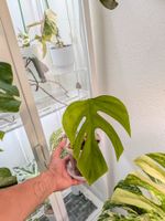 Monstera Deliciosa Sierrana