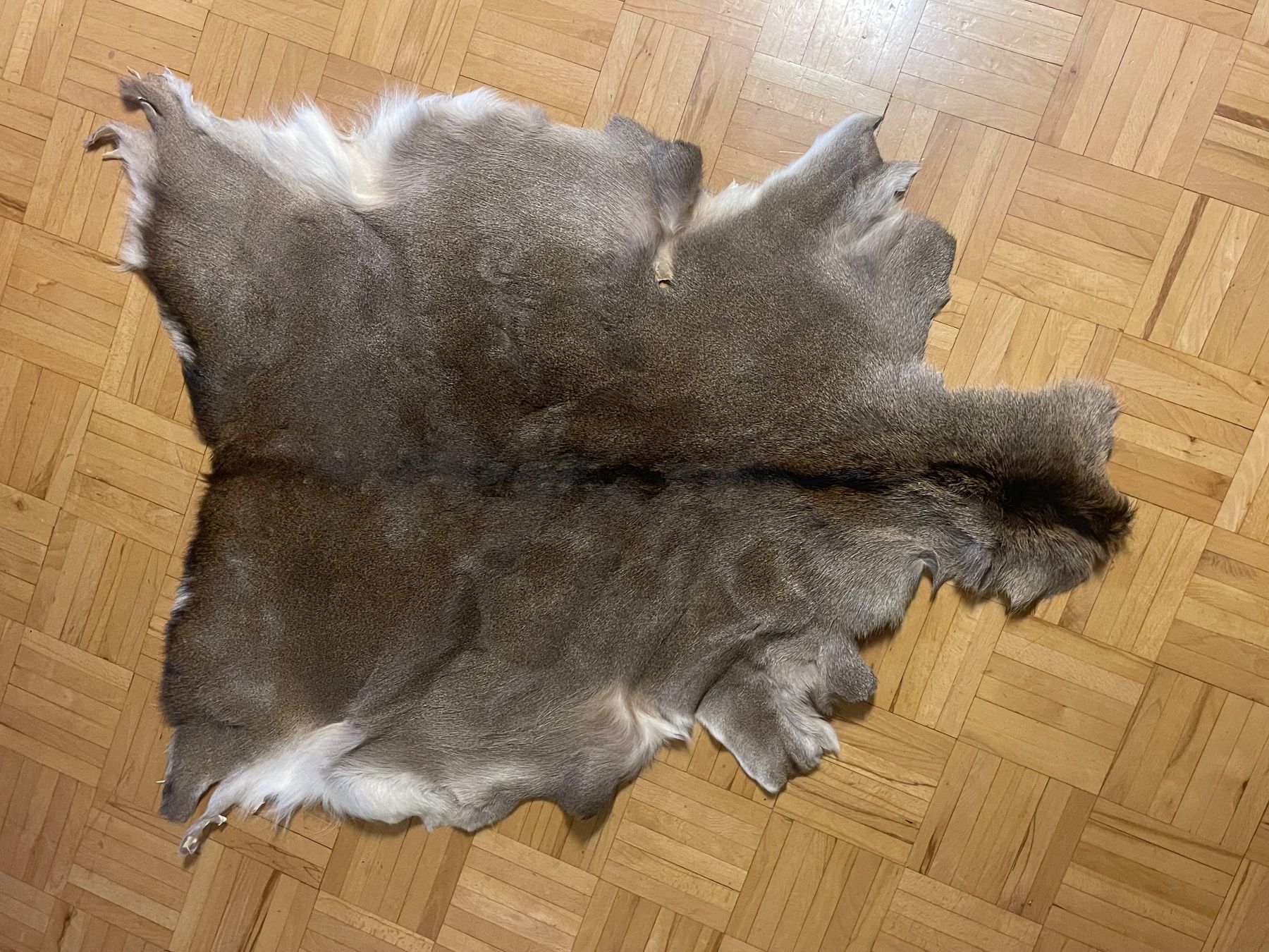 Coperte: Hirschfell vom Sikahirsch – Nuovo (secondo la descrizione) da Gunzgen venduto da sinafue 1