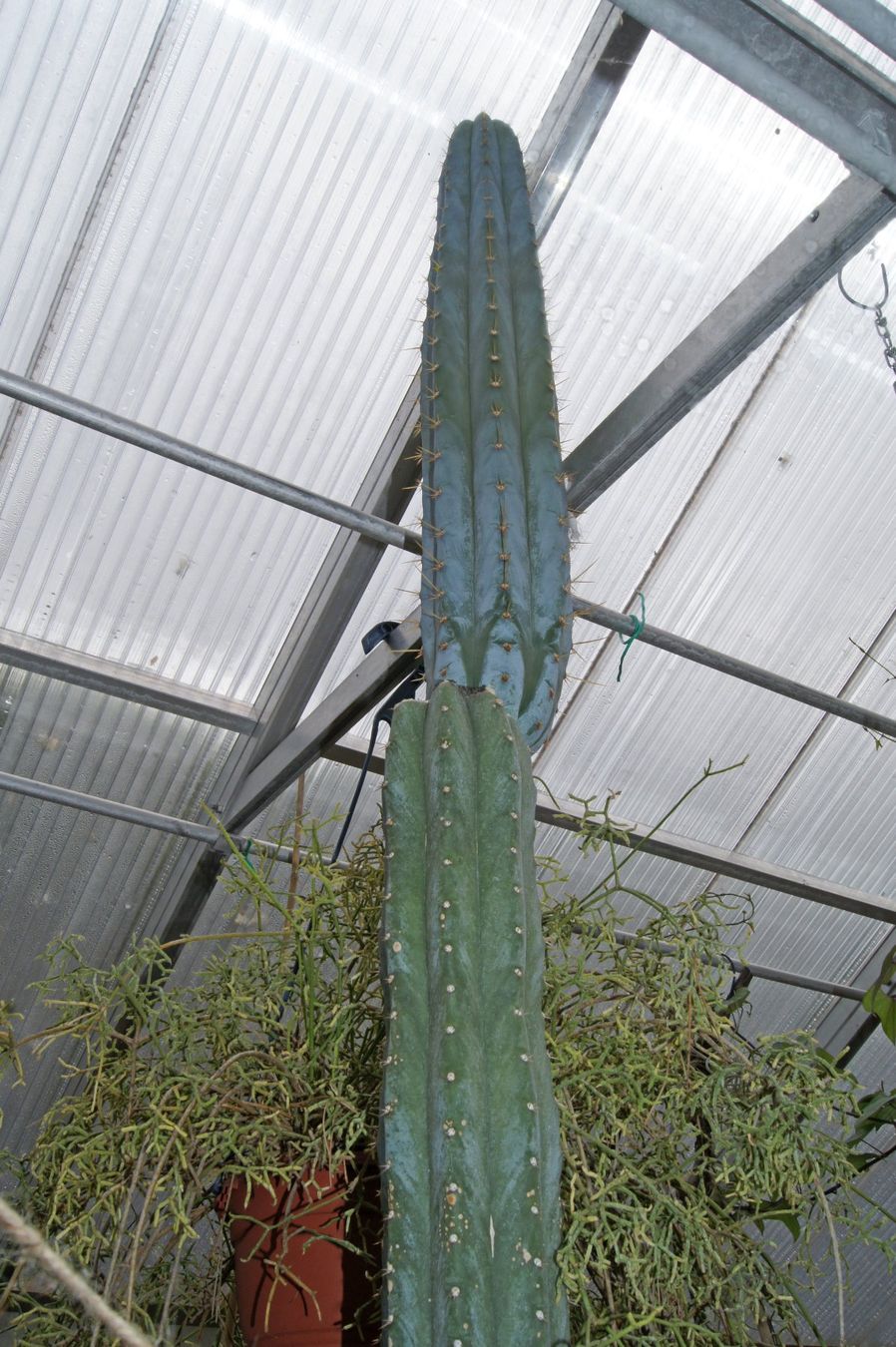 Plantes & graines: Cereus peruvianus – Kopfstück – D'occasion à Geroldswil par botanicals 3