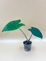 Alocasia Zebrina