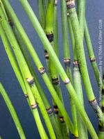 Riesen Schachtelhalm - Equisetum Hyemale Robustum winterhart