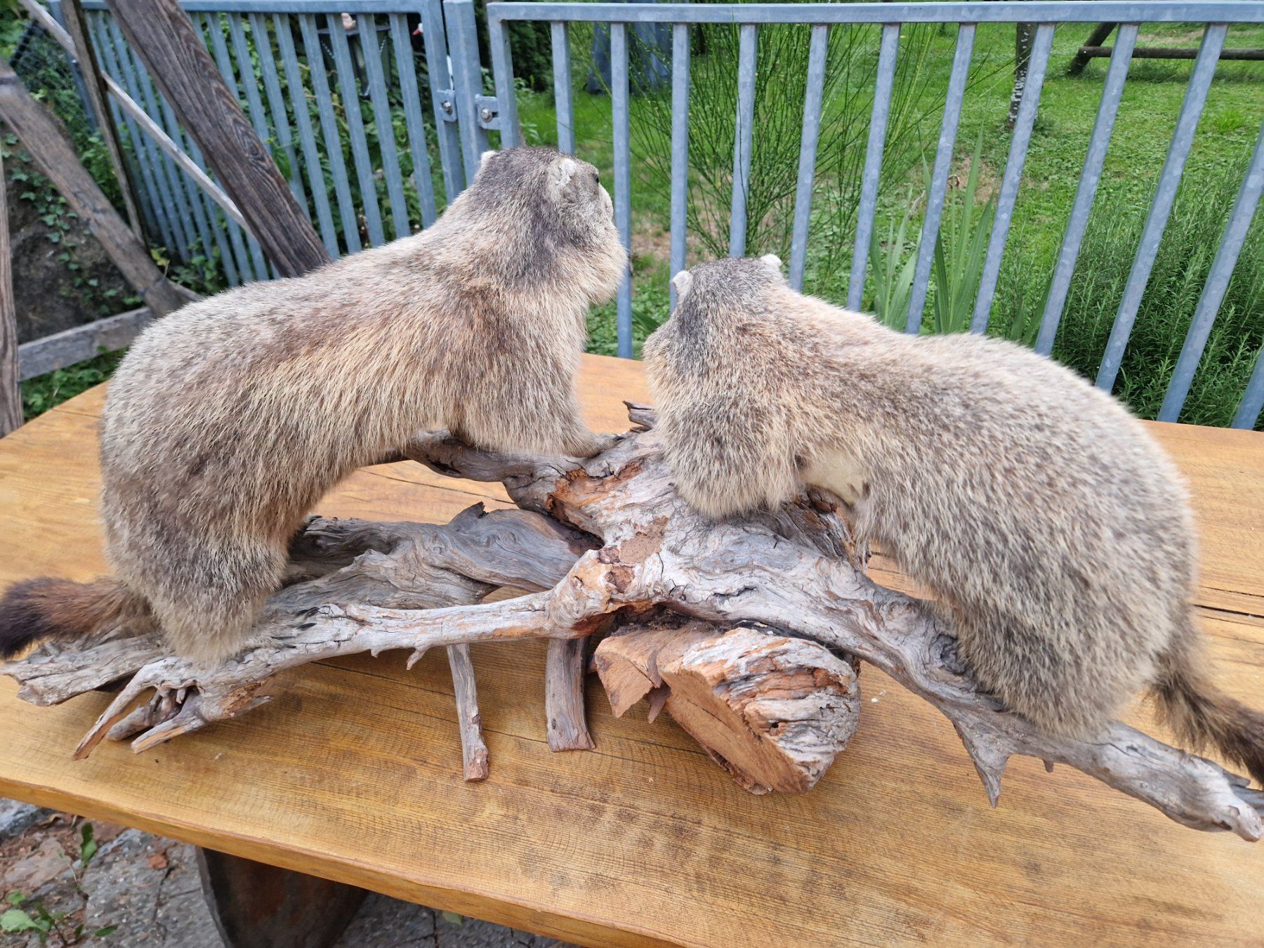 Welt der Tiere: Murmeltiere – Gebraucht aus Wetzikon ZH von Hella73 2