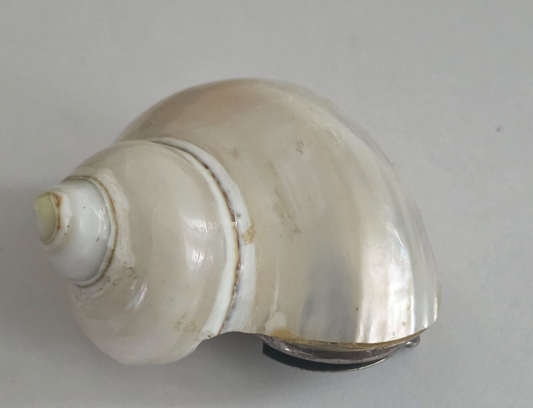 Tutte le decorazioni: Muschel Dose – Usato da Wittenbach venduto da rose_rosi 1