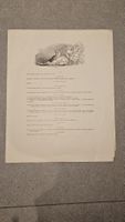 Ancienne planche / affiche artistique – gravure et lithograp