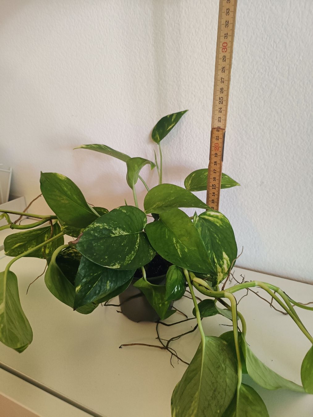 Piante & sementi: Efeutute Epipremnum aureum  – Usato da Luzern venduto da sann2