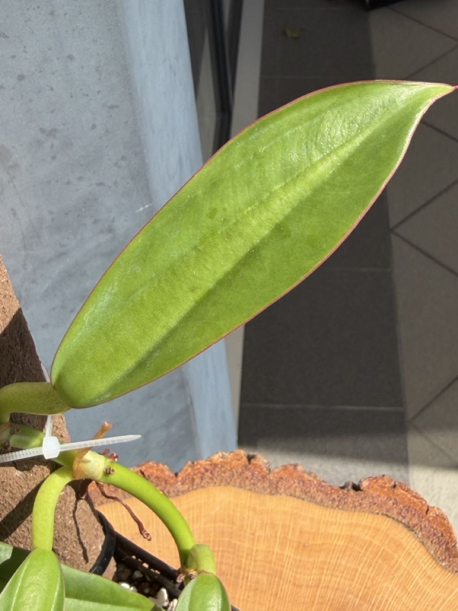 Piante & sementi: Philodendron Crassinervium  – Nuovo (secondo la descrizione) da Buchrain venduto da Stetoscop 1