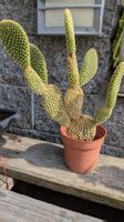 Kaktus Opuntia Ohrenkaktus microdasis gelbstachlig