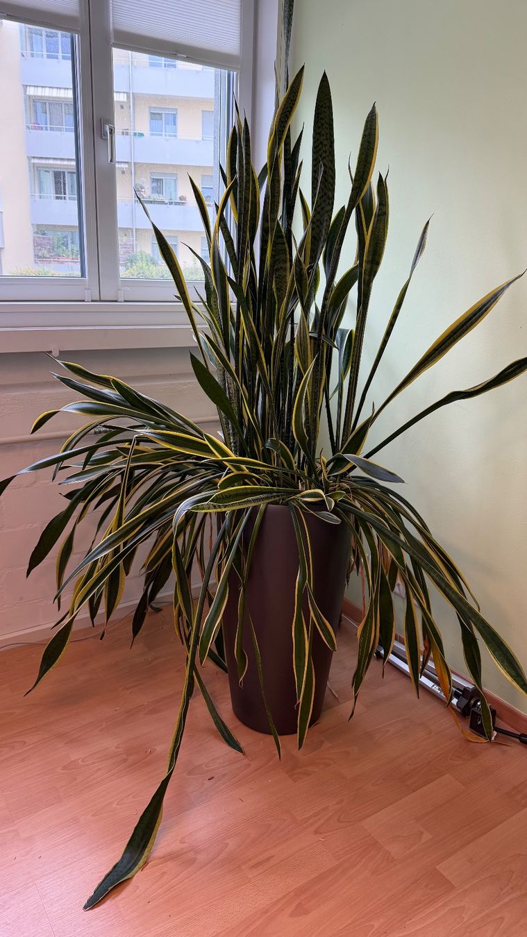 Plantes & graines: Bogenhanf / Hydrokultur – D'occasion à Stäfa par Sensor8712 1