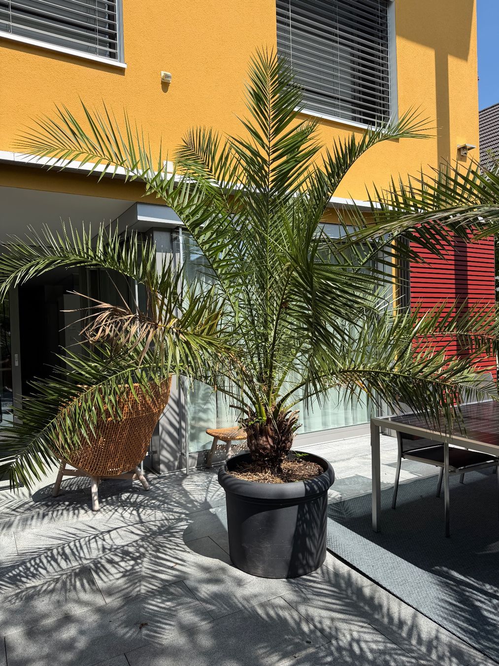 Piante & sementi: Palme – Usato da Zug venduto da brucor 1