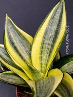 Sansevieria Trifasciata Golden Hahnii - passend fürs Fenster