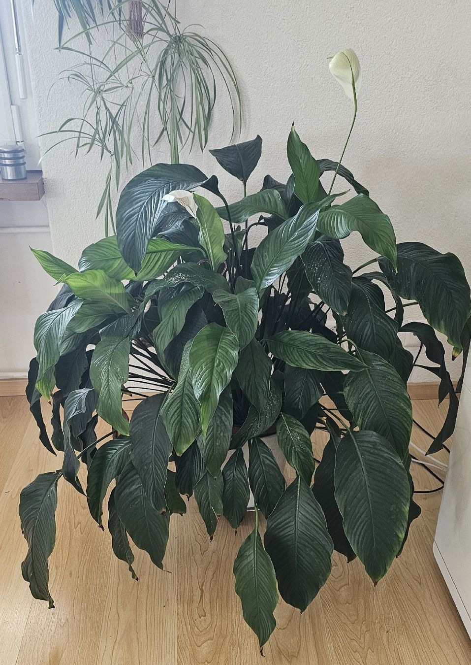 Piante & sementi: Spathiphyllum Grosse Pflanze  – Usato da Jona venduto da Smurnaya 2