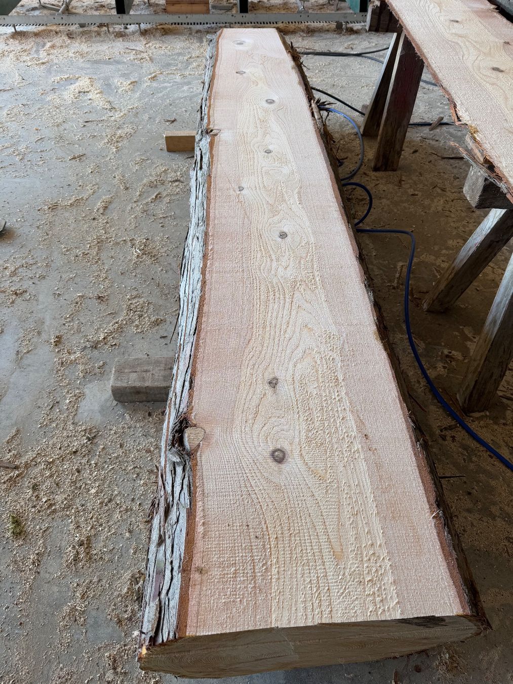 Articoli in legno: Thuja klotzbretter ganzer Stamm – Usato da Holziken venduto da Timbergrizzly 7