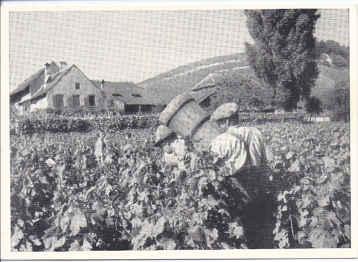 Cartes postales: BEVAIX, vendange à la Tuilière – Neuf (Voir description) à Les Verrières par Scampi0
