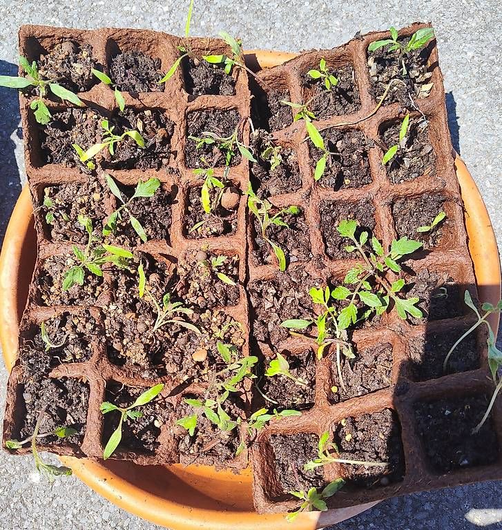 Piante & sementi: Gratis Tomatensetzlinge vermutlich Cherry – Usato da Aarau venduto da ale_2tmq