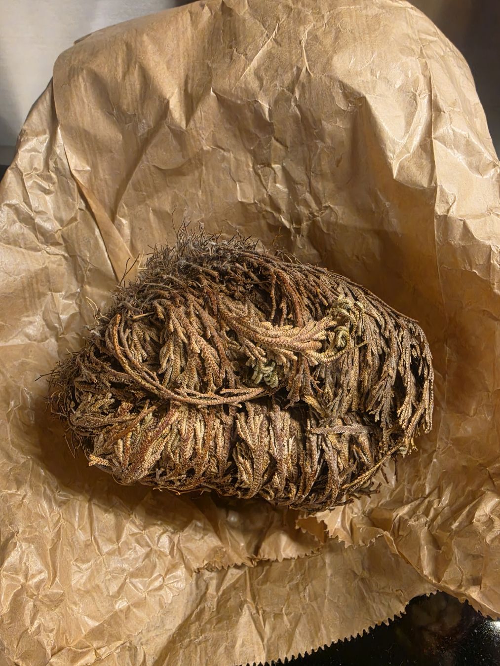 Pflanzen & Samen:  Rose von Jericho trocken – Neu (gemäss Beschreibung) aus Zürich von ZH-Vintage