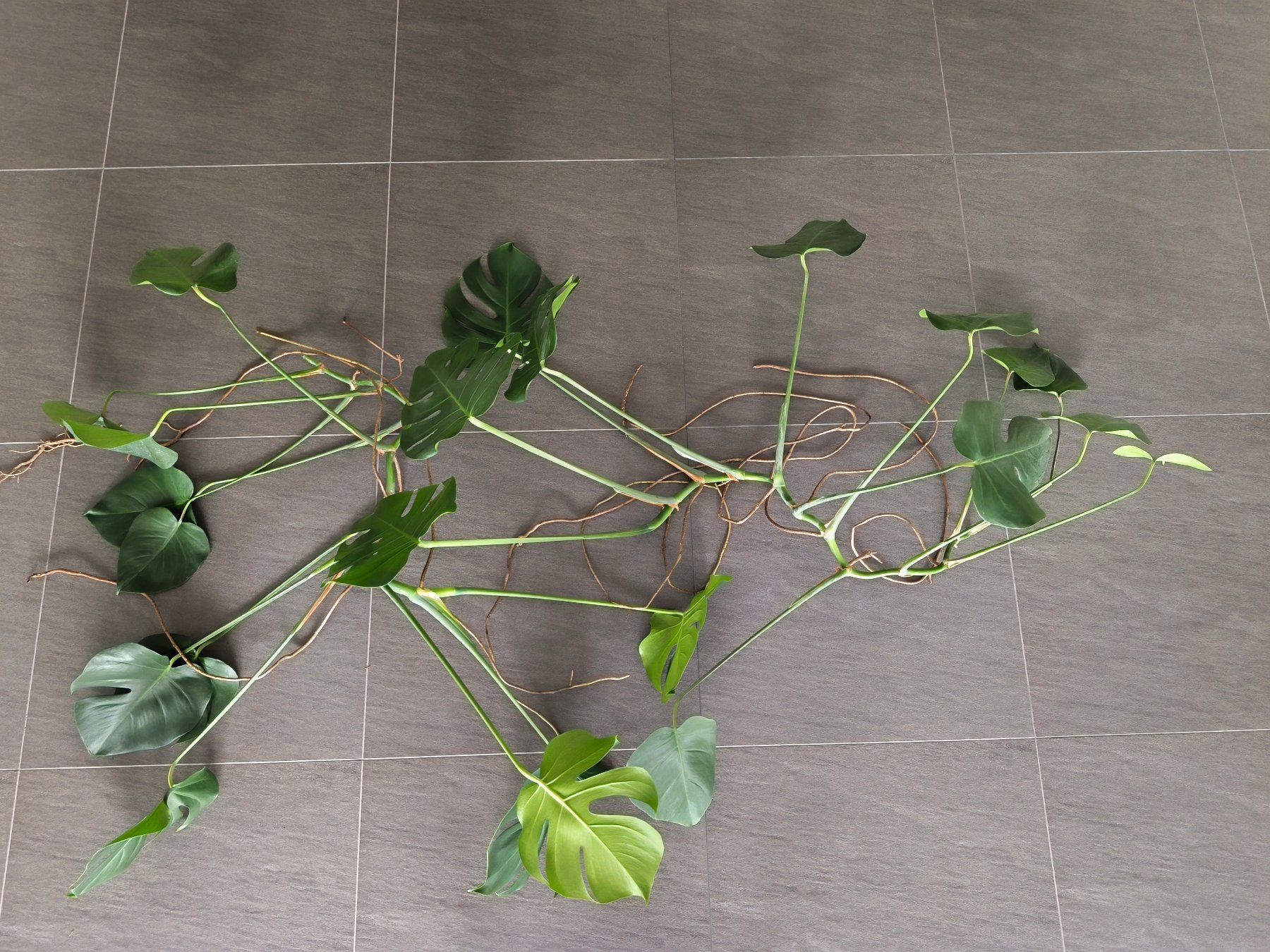 Piante & sementi: 2x Monstera deliciosa Ableger mit Luftwurzeln – Nuovo (secondo la descrizione) da Jegenstorf venduto da Juchlistock