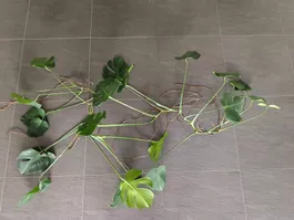 2x Monstera deliciosa Ableger mit Luftwurzeln
