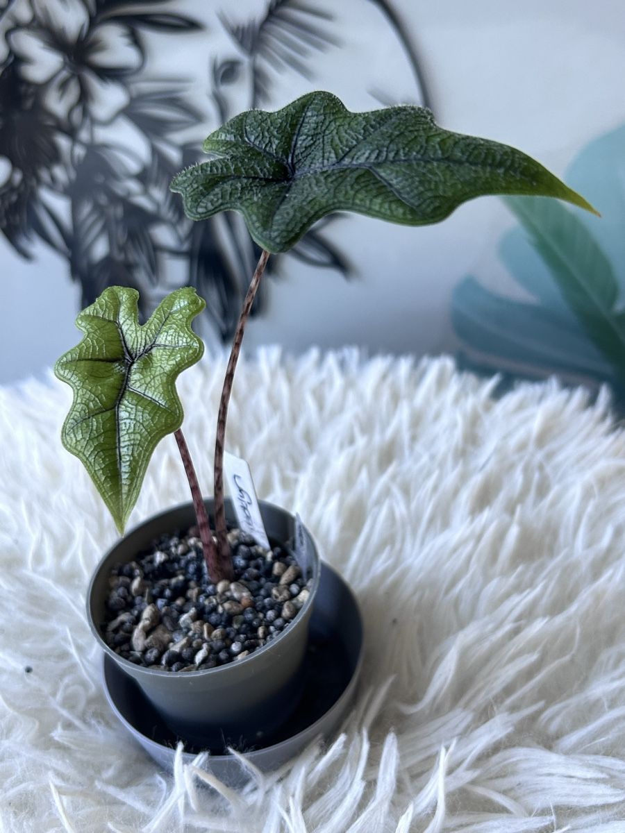 Piante & sementi: Alocasia Sulawesi Jacklyn – Nuovo (secondo la descrizione) da Scherzingen venduto da Elefantenohr.ch
