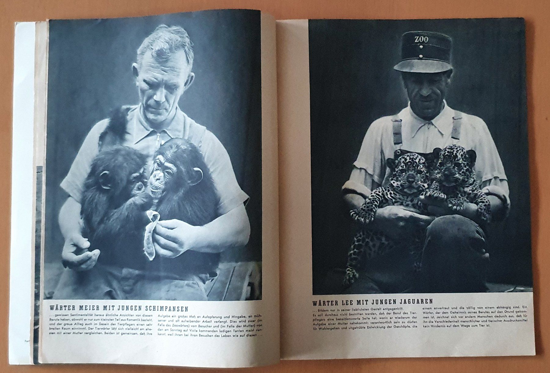 Riviste & Magazine: Zürcher Zoo - Heft 1953 – Usato da Kreuzlingen venduto da Rschweiz1 6