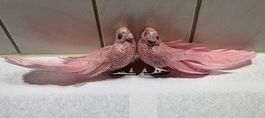 Duo Pinkfarbene, glitzernde Vögel mit Klammer + Federschwanz