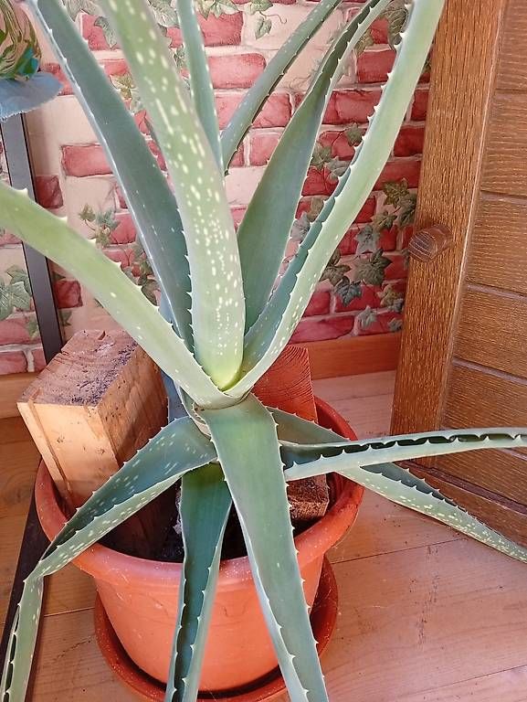Piante & sementi: Bio Aloe Vera – Nuovo (secondo la descrizione) da Prez-vers-Noréaz venduto da ben_gjn8 3