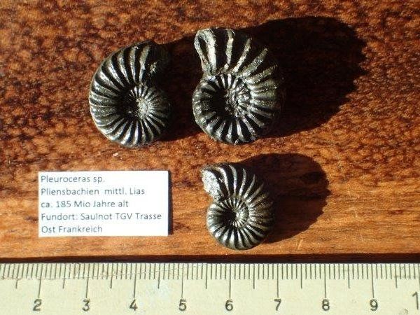 Fossilien: 3 Pyrit Ammoniten Frankreich – Gebraucht aus Rickenbach BL von Oktober68 1