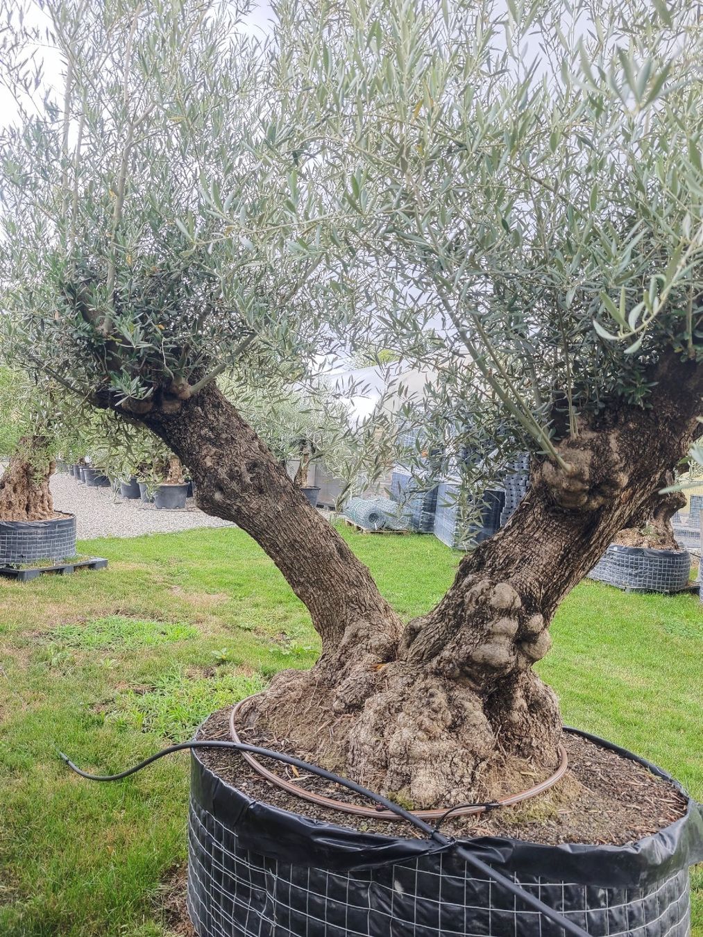 Piante & sementi: Olivenbaum zweistämmig NR2 – Nuovo e nell'imballaggio originale da Zeihen venduto da Meier_Zeihen