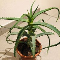 XL SELTENE HEILPFLANZE ALOE ARBORESCENT 50 cm ↕️ Heikpflanze