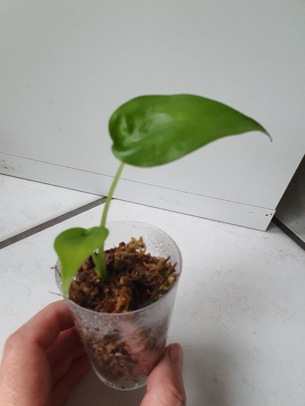 Plantes & graines: Alocasia Cucullata – D'occasion à Erlinsbach SO par Lea030 1