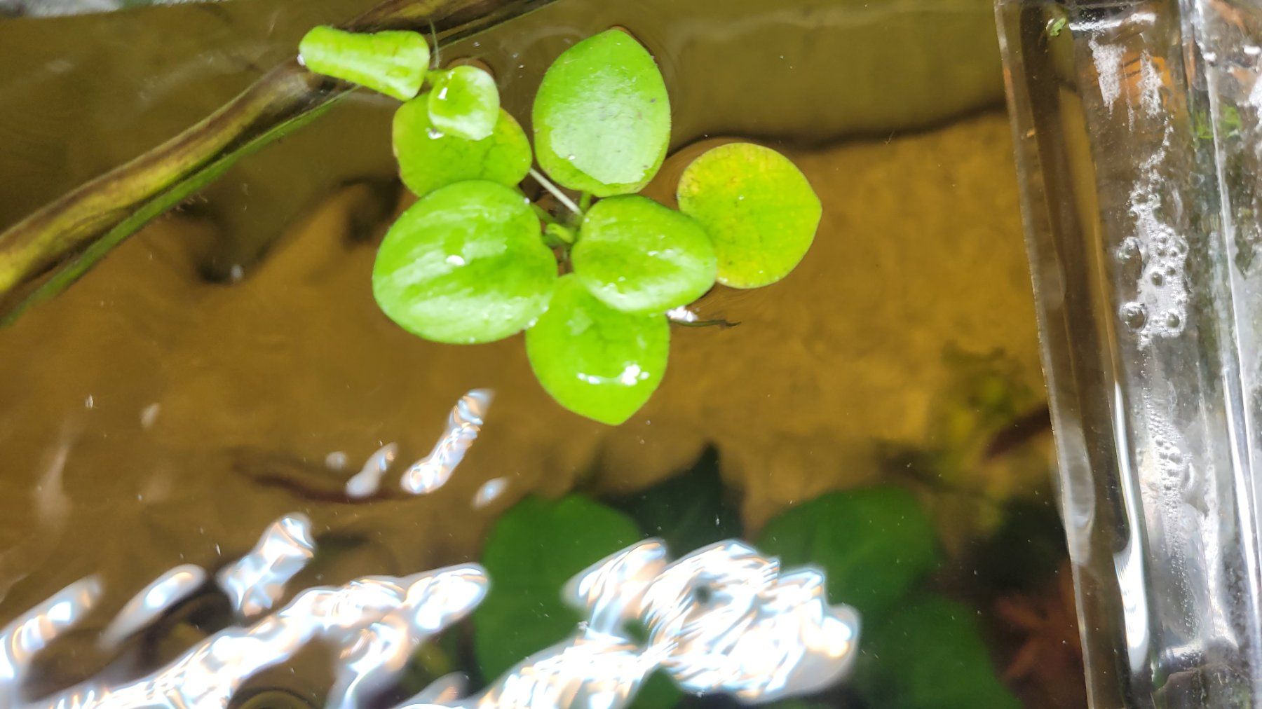 Piante & sementi: Environ 10 pousses de Limnobium laevigatum – Nuovo e nell'imballaggio originale da Saxon venduto da Sebdem 1