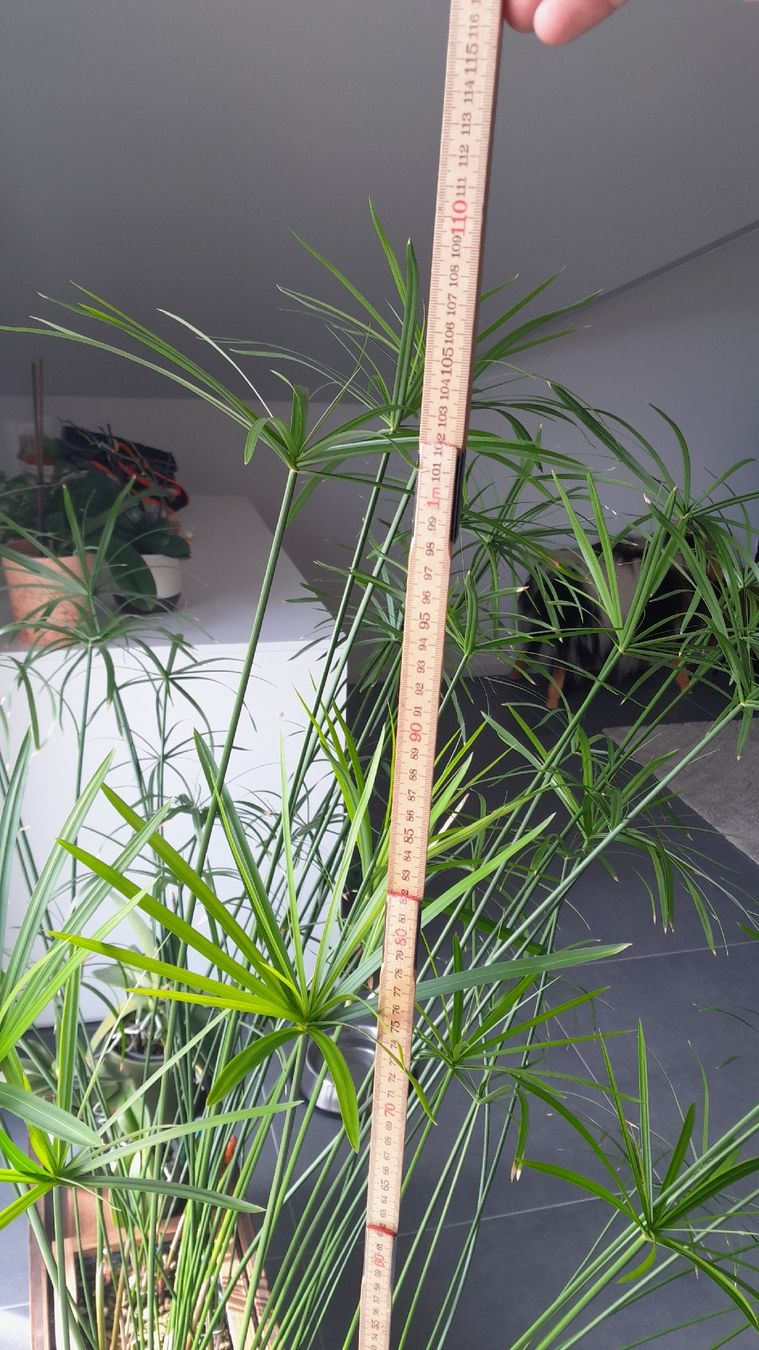Piante & sementi: Cyperus alternifolius – Nuovo (secondo la descrizione) da Poliez-Pittet venduto da wilmout3 2