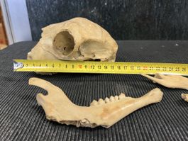 CRÂNE 💀  ANCIEN