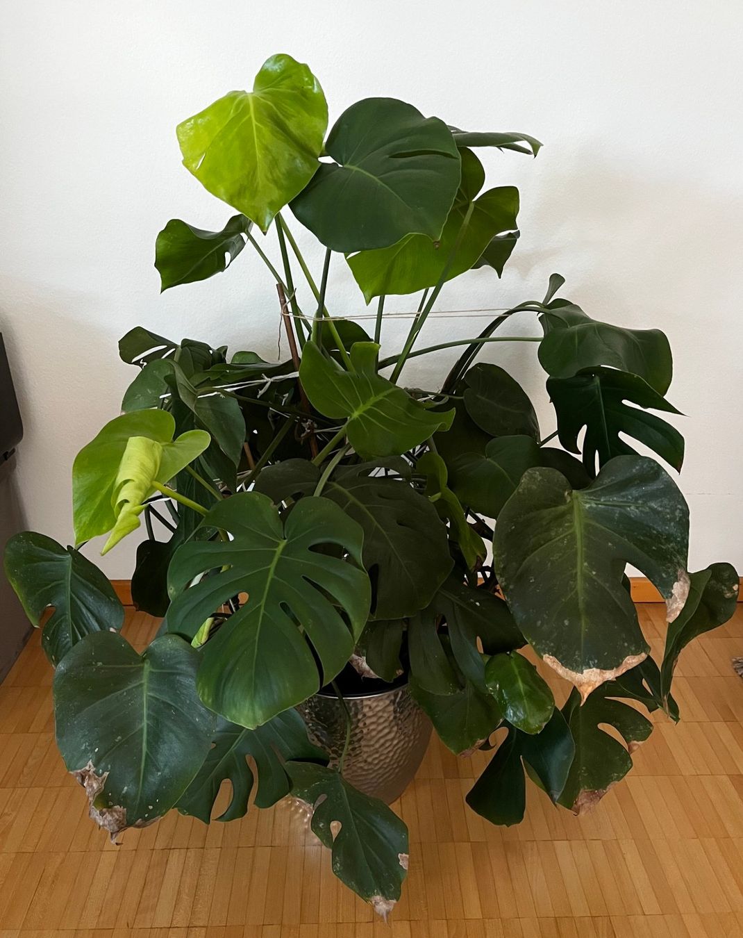 Piante & sementi: Monstera inkl. hochwertigem Innentopf und Drainage System – Usato da Zürich venduto da Timo_G
