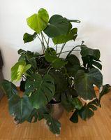 Zimmerpflanze Monstera Deliciosa