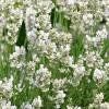 Piante & sementi: Lavande Blanche Edelweiss  2x – Nuovo (secondo la descrizione) da Bremblens venduto da FIBONACCI369 1