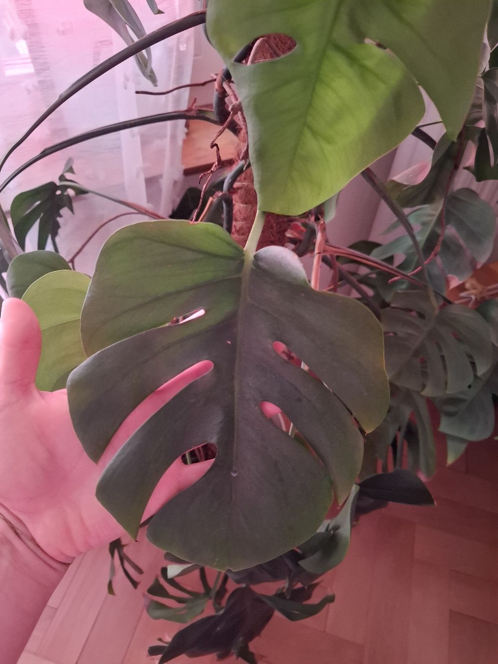 Pflanzen & Samen: Monstera 125cm – Neu (gemäss Beschreibung) aus Luzern von tutti-i-venti 1