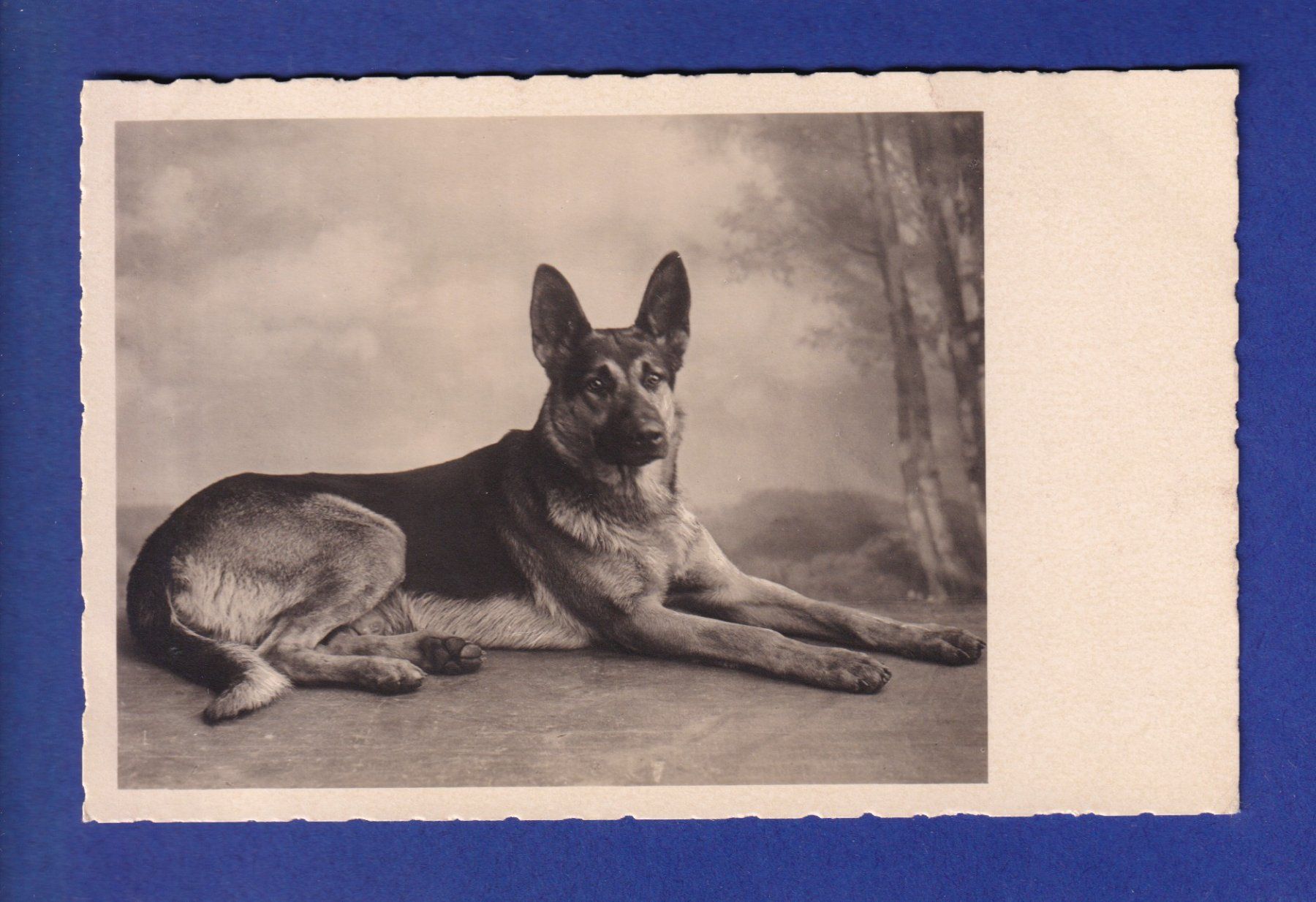 Ansichtskarten: CHIEN / HUND – Gebraucht aus Pully von nicecards-shop