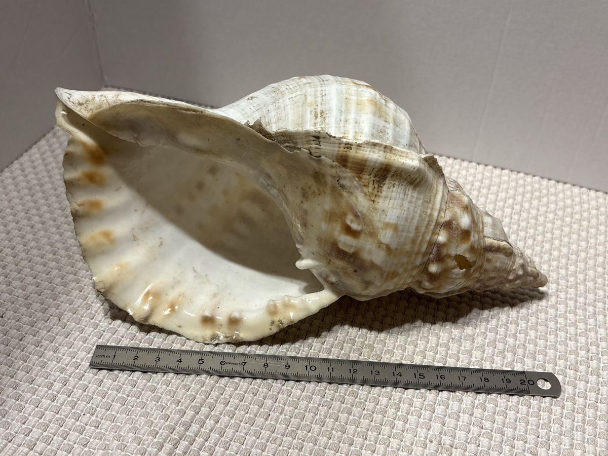 Tutte le decorazioni: Riesen Muschel – Usato da Rümlang venduto da resale35 2