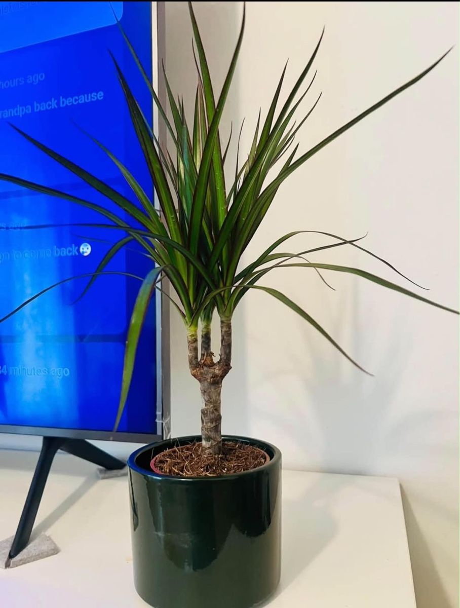 Pflanzen & Samen: Dracaena Marginata Pflanz mit Topf  – Gebraucht aus Gerlafingen von naj_vj8s 3