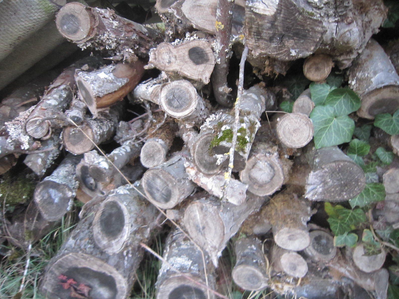 Articles en bois: Brennholz Apfelbaum – D'occasion à Böttstein par koehlerkafi 1
