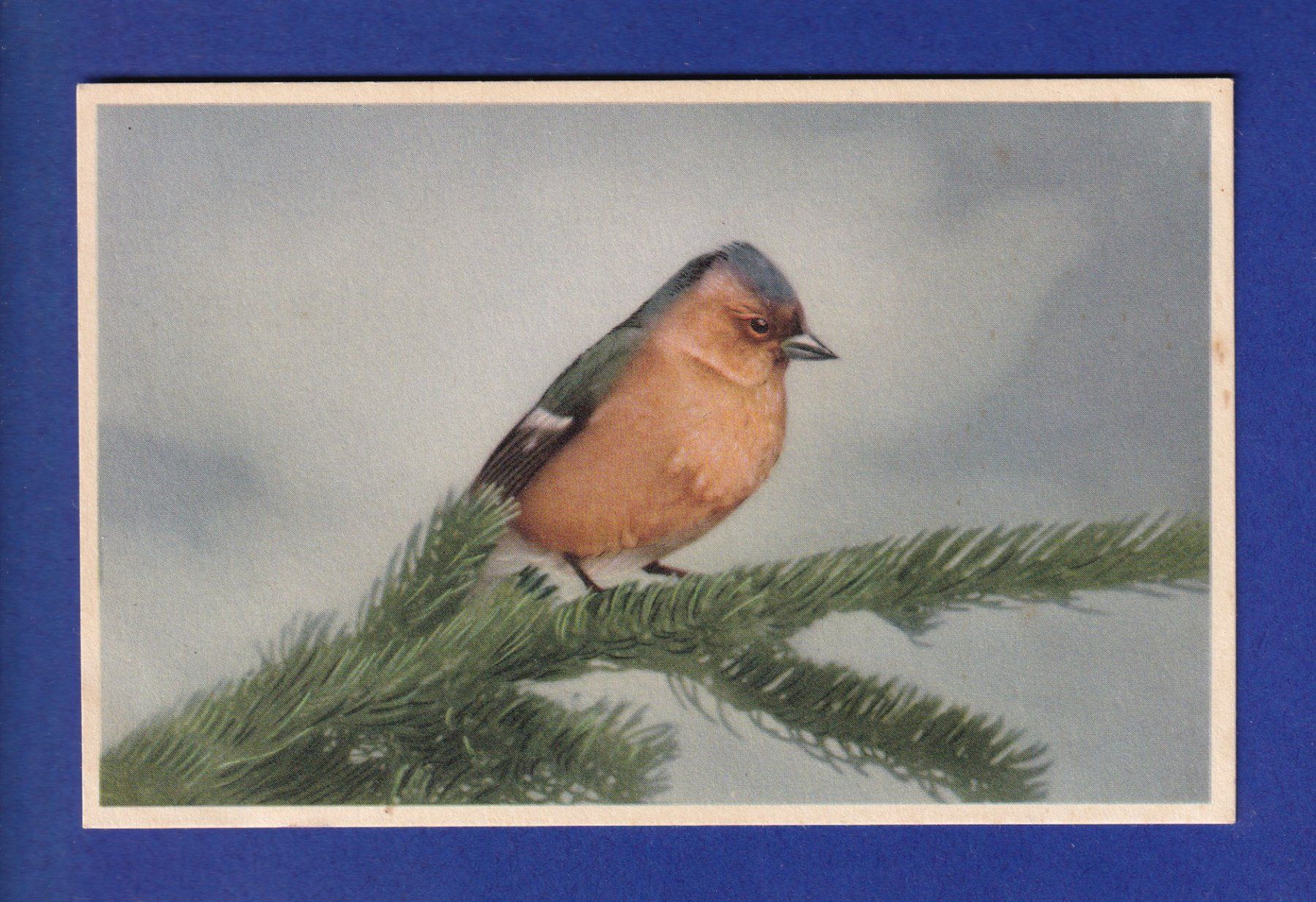 Ansichtskarten: OISEAU - Mésange – Gebraucht aus Pully von nicecards-shop