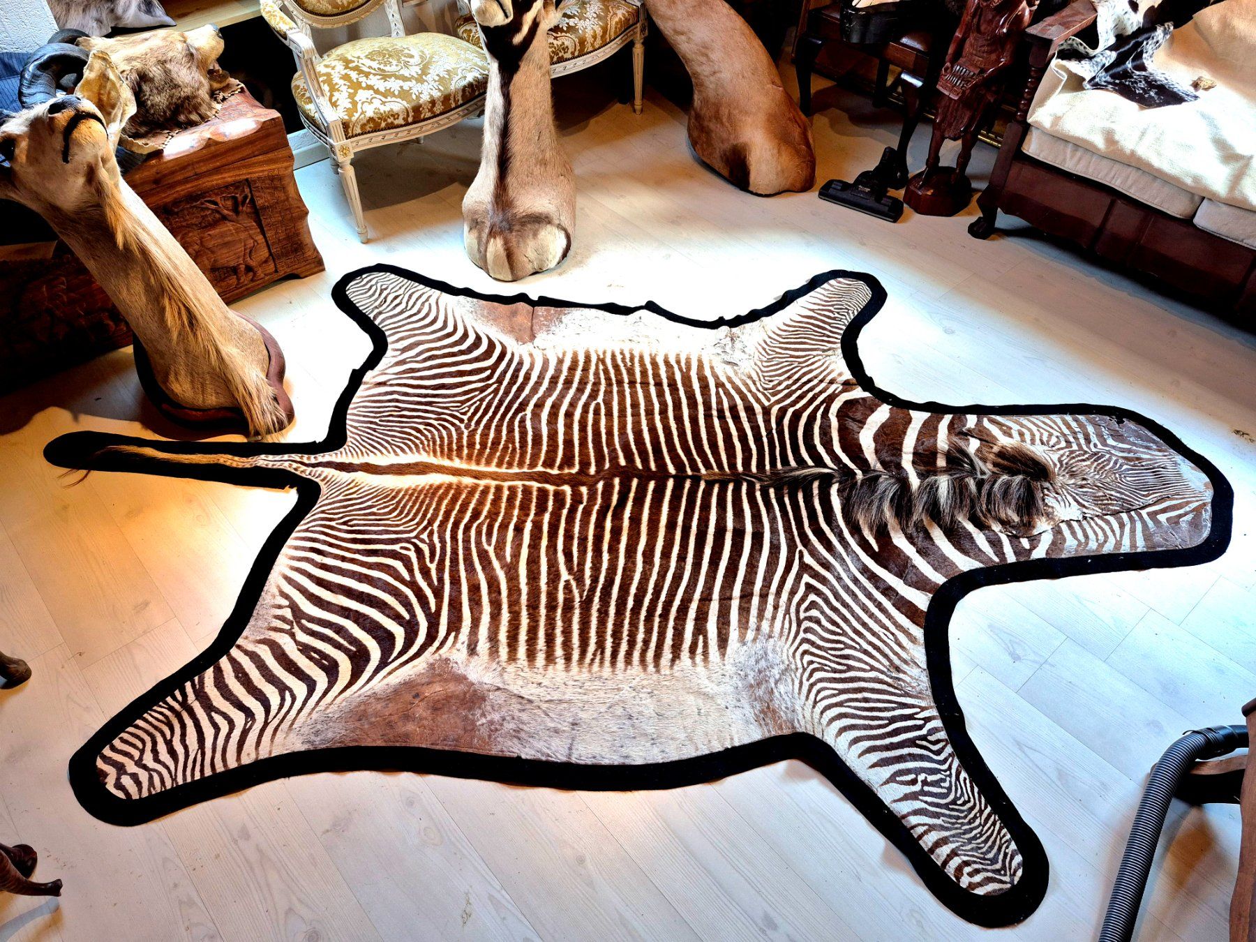 Il mondo degli animali: Veritable peau de zebre de Grevy 2/ Echtes Grevy Zebrafell 2 – Usato da Treyvaux venduto da Kbh2000 6