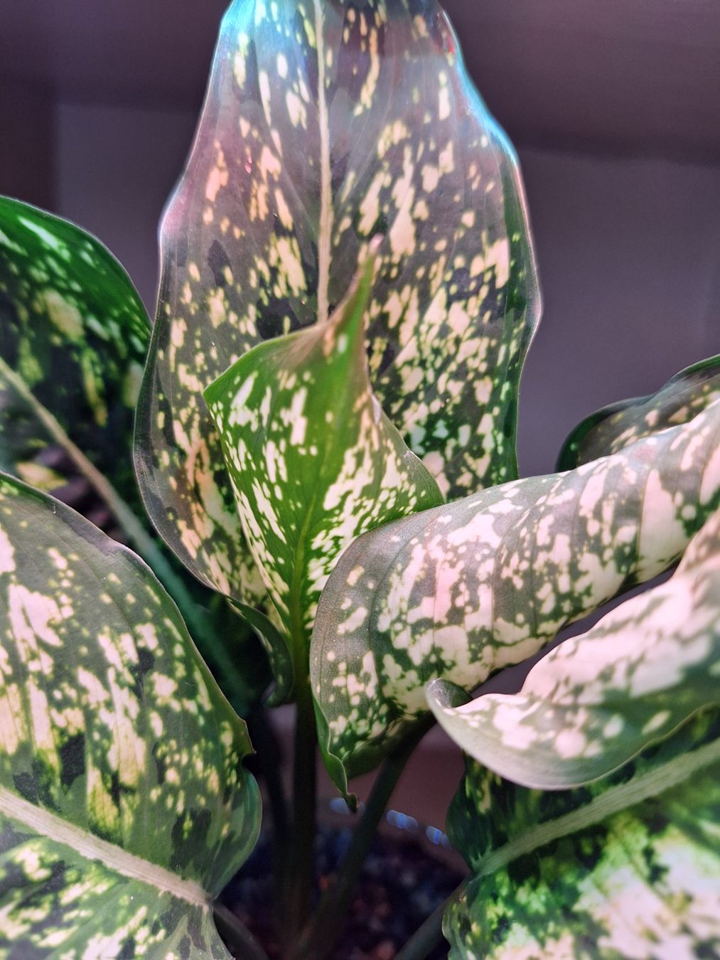 Piante & sementi: Aglaonema Tricolor mit Blüte – Usato da Mümliswil venduto da Arva