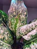 Aglaonema Tricolor mit Blüte