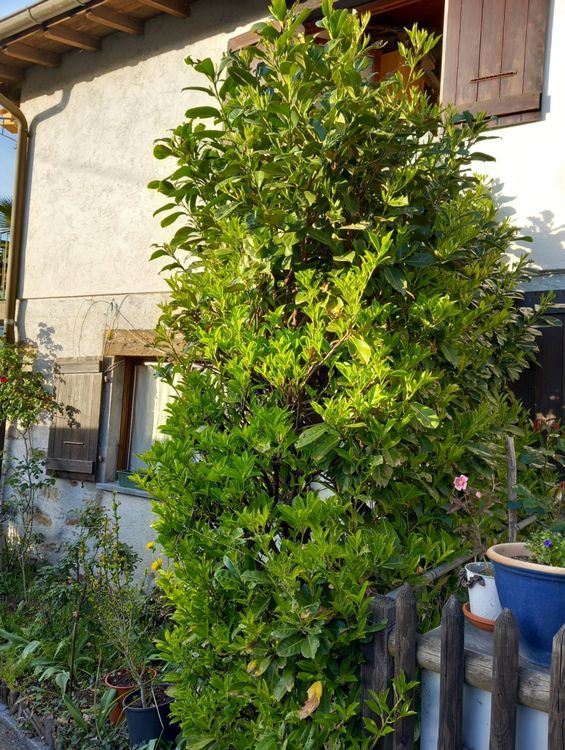 3 Meter hohe SichtschutzHecke, die viel mehr Platz braucht Kaufen