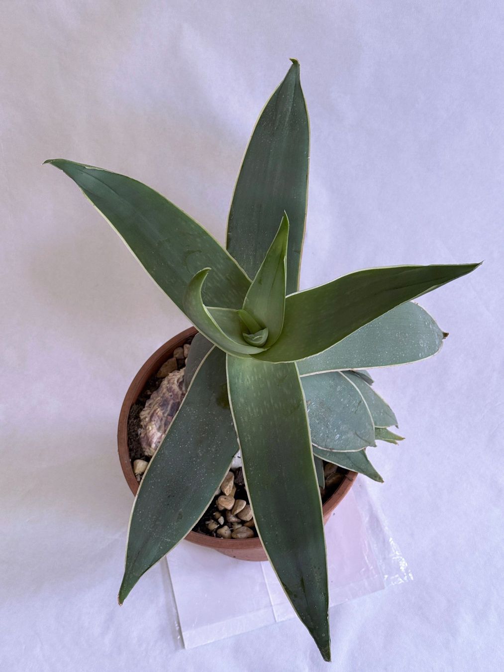 Piante & sementi: Aloe striata (Korallen-Aloe)***** – Nuovo (secondo la descrizione) da Dübendorf venduto da Orchid18 2