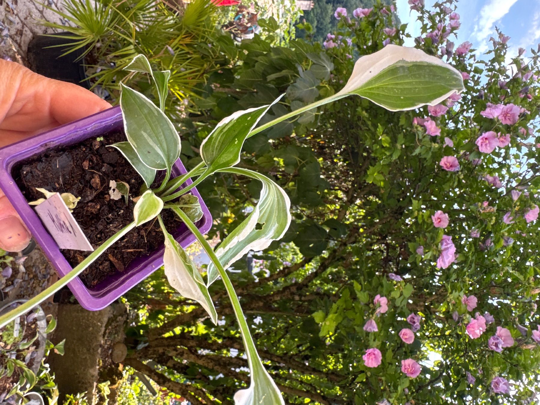 Piante & sementi: Hosta muffie 1 – Usato da Lajoux JU venduto da Briard0 1