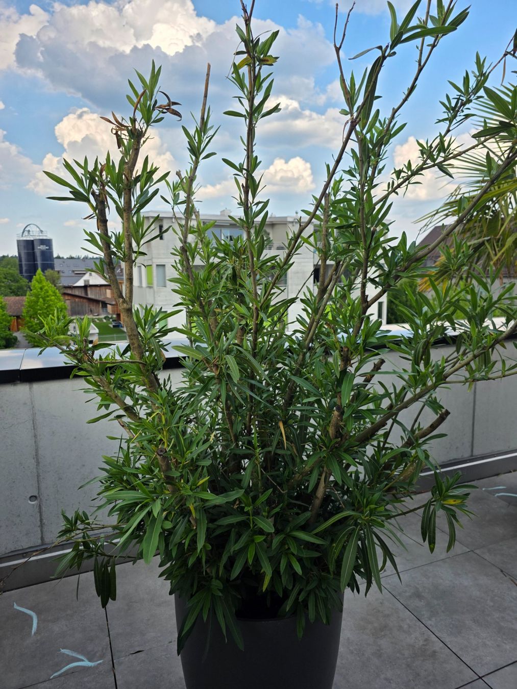 Plantes & graines: Oleander eingetopft. – D'occasion à Nänikon par Nova81 1