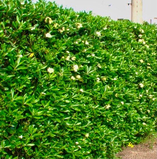 Ab 1. fr 5 Samen immergrüner Zierstrauch PITTOSPORUM TOBIRA Kaufen